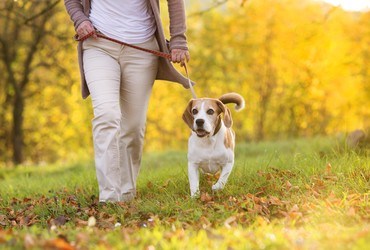 Pets Add Longevity and Add Comfort