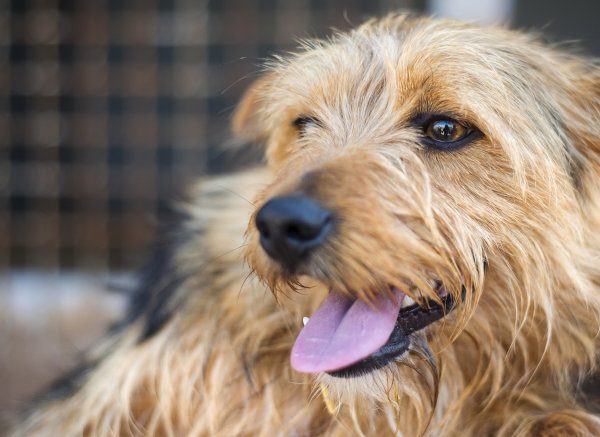 Reduce Your Stress with a Dog or Cat Friend