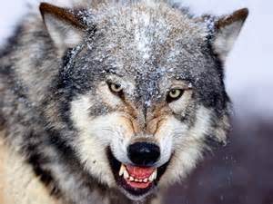 The Retirement Family's Wolf in Sheep's Clothing